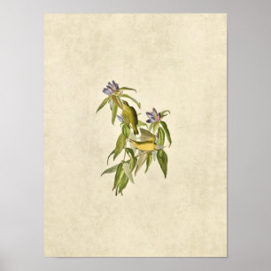 Pôster Placa 138   Warbler de Connecticut   Aves da Améri