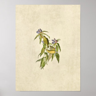 Pôster Placa 138 | Warbler de Connecticut | Aves da Améri