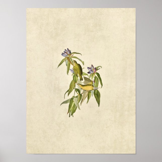 Pôster Placa 138 | Warbler de Connecticut | Aves da Améri (Frente)