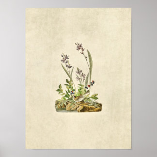 Pôster Placa 139 | Sparrow de Campo | Aves da América