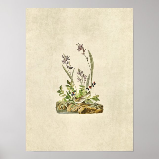 Pôster Placa 139 | Sparrow de Campo | Aves da América (Frente)