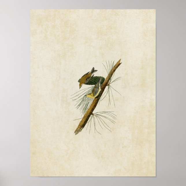 Pôster Placa 140 | Palheta (Frente)