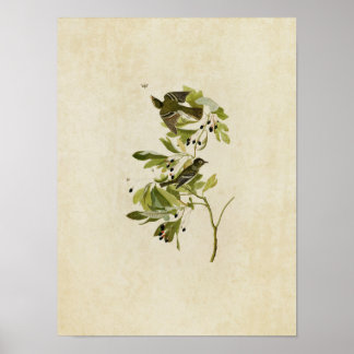Poster Placa 144 | Pequena Flycatcher Deitada Verde
