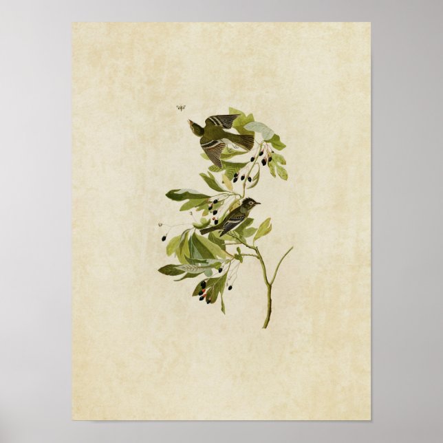 Poster Placa 144 | Pequena Flycatcher Deitada Verde (Frente)