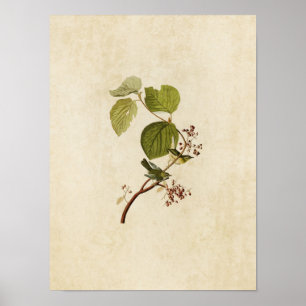 Pôster Placa 148   Pinheiros   Aves da América