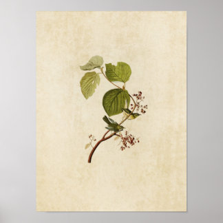 Pôster Placa 148 | Pinheiros | Aves da América