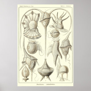 Poster Placa 14 Peridinea