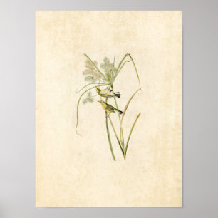 Poster Placa 14   Prairie Warbler   Aves da América