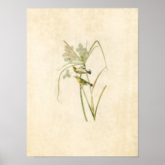 Poster Placa 14 | Prairie Warbler | Aves da América