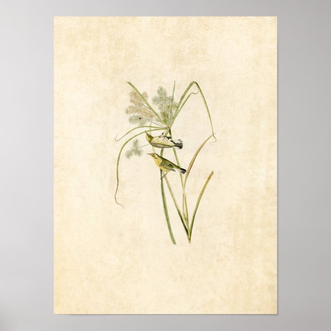 Poster Placa 14 | Prairie Warbler | Aves da América (Frente)
