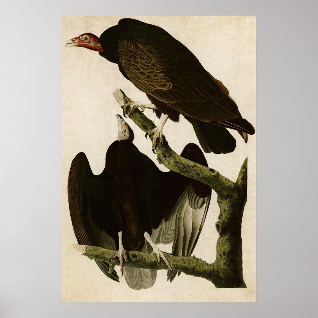 Pôster Placa 151 | Turquia Buzzard | Aves da América (Frente)