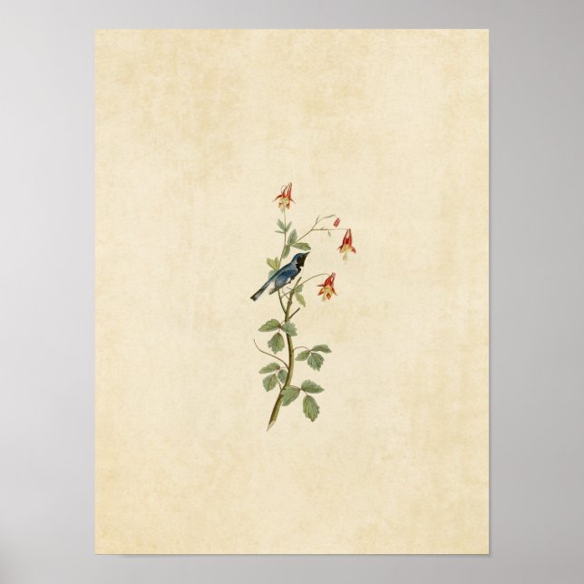 Pôster Placa 155 | Blue Warbler com Throated Preto (Frente)