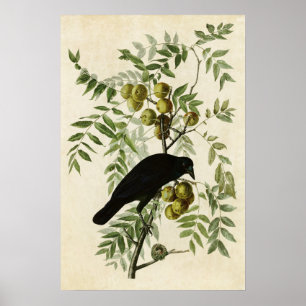 Pôster Placa 156 Coroa Americana Aves da América