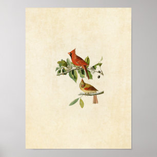 Poster Placa 159 Cardinal Grosbeak Aves da América
