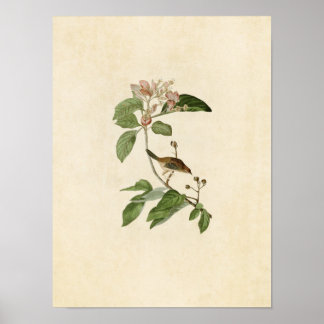 Poster Placa 165 | Cota de Bachman | Aves da América