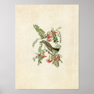 Poster Placa 170   Tyrant Cinza   Aves da América