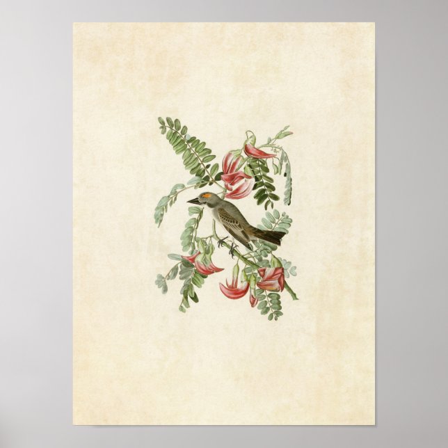 Poster Placa 170 | Tyrant Cinza | Aves da América (Frente)