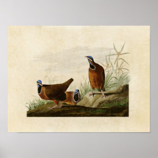Poster Placa 172 | Pombo De Cabeça Azul | Aves da América