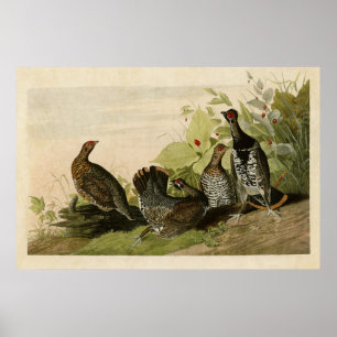 Pôster Placa 176   Grous De Superfície   Aves da América