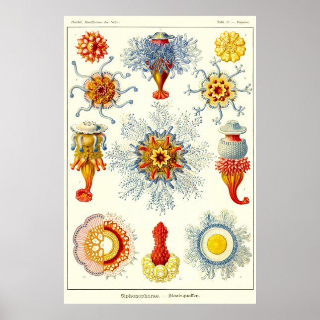 Poster Placa 17. Siphonóforos. (Frente)