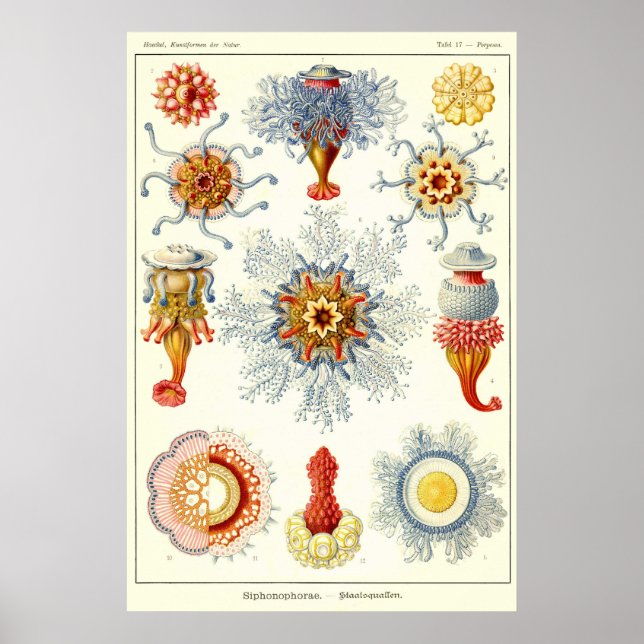 Pôster Placa 17 Siphonophorae (Frente)