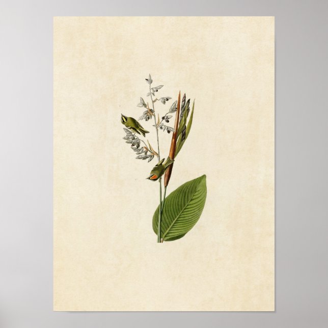 Poster Placa 183 | OURO | Aves da América (Frente)
