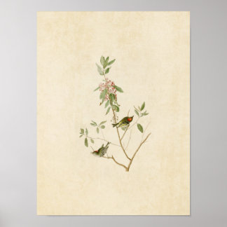 Pôster Placa 195 | Ruby Crowned Wren | Aves da América