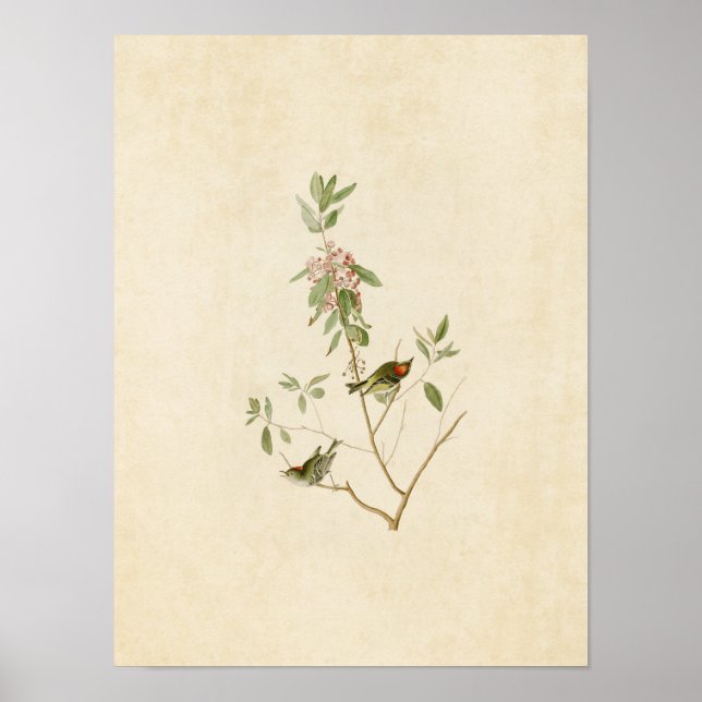 Pôster Placa 195 | Ruby Crowned Wren | Aves da América (Frente)