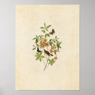 Pôster Placa 198 Warbler De Cabeça Castanha