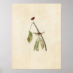 Pôster Placa 19   Turfa de Água da Louisiana