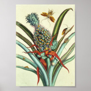 Pôster Placa 1 das gerações do inseto