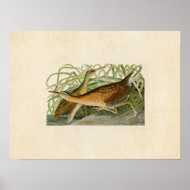 Poster Placa 203 | Água fresca Marsh Hen (Frente)