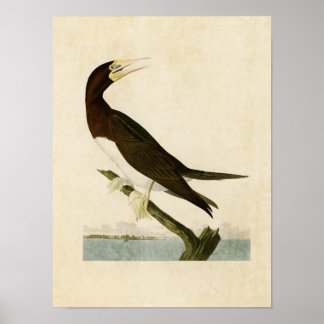 Poster Placa 207 | Booby Gannet | Aves da América