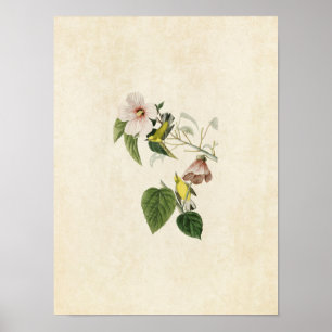 Pôster Placa 20  Warbler Amarelo-Amarelo-Azul