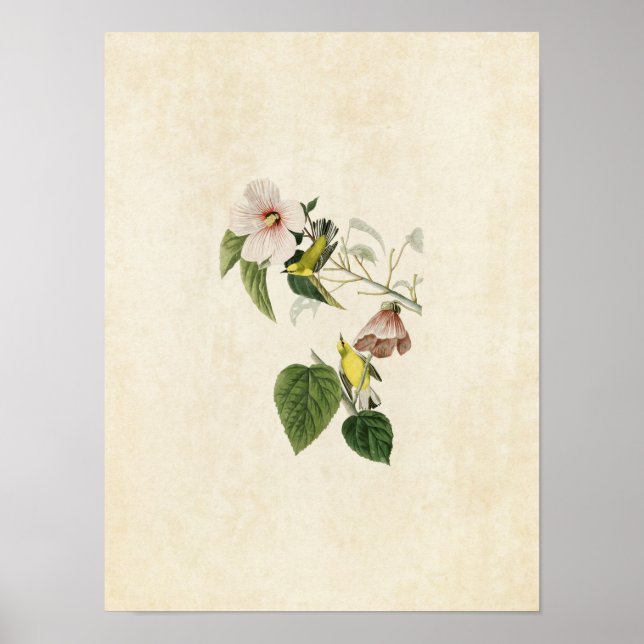 Pôster Placa 20 | Warbler Amarelo-Asas-Azuis (Frente)