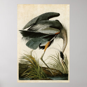 Pôster Placa 211   Herão Excelente   Aves da América