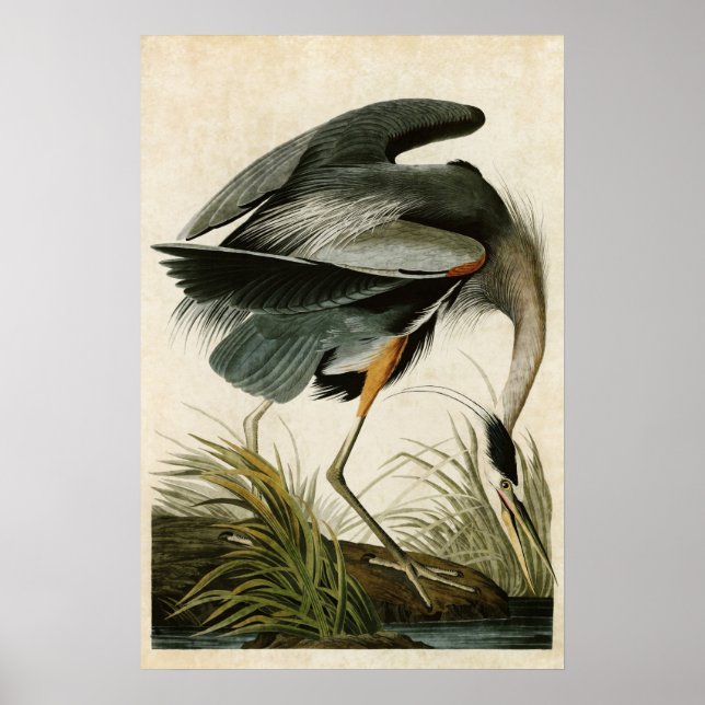 Pôster Placa 211 | Herão Excelente | Aves da América (Frente)