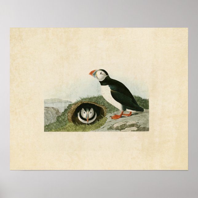 Pôster Placa 213 | Puffin | Aves da América (Frente)