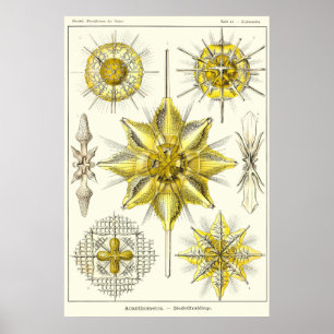Poster Placa 21 Acanthometra