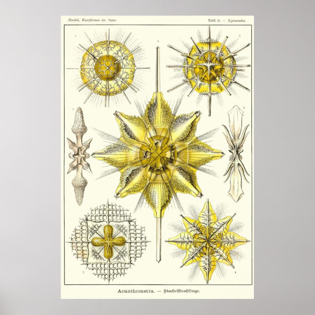 Poster Placa 21 Acantometra (Frente)