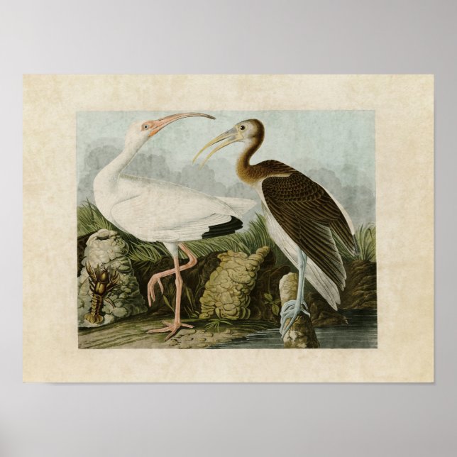 Pôster Placa 222 | Bis Branco | Aves da América (Frente)