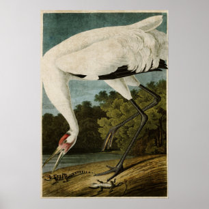 Pôster Placa 226   Grua-de-bico   Aves da América