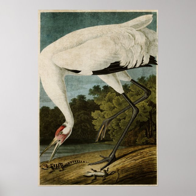 Pôster Placa 226 | Grua-de-bico | Aves da América (Frente)
