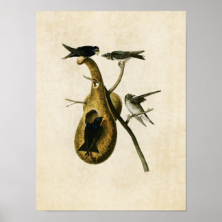 Pôster Placa 22 | Martin Roxo | Aves da América
