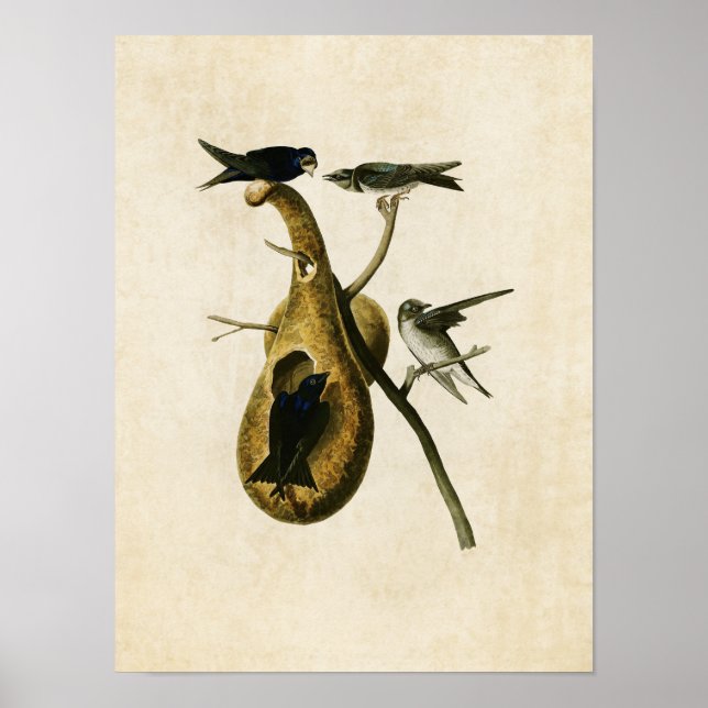 Pôster Placa 22 | Martin Roxo | Aves da América (Frente)