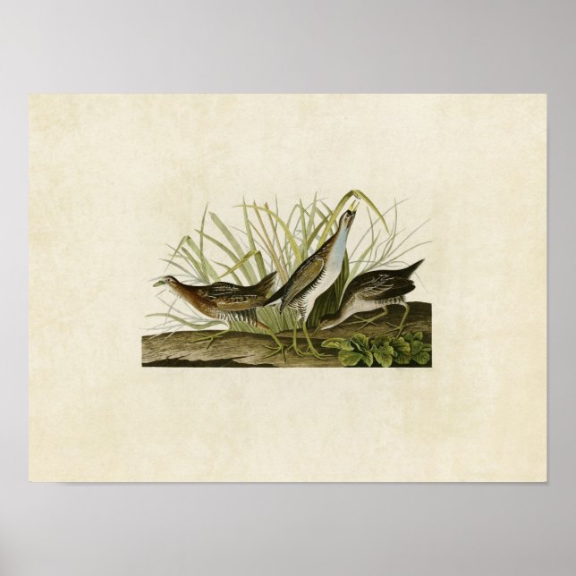 Poster Placa 233 | Sora ou caminho de ferro | Aves da Amé (Frente)