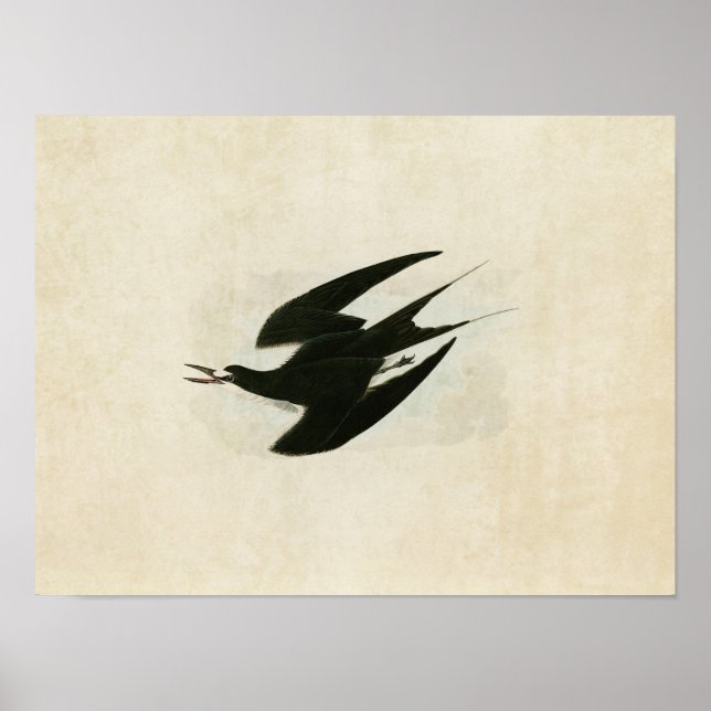 Pôster Placa 235 | Sooty Tern | Aves da América (Frente)