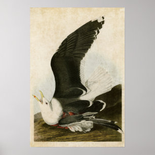 Pôster Placa 241   Gaivota em preto   Aves da América