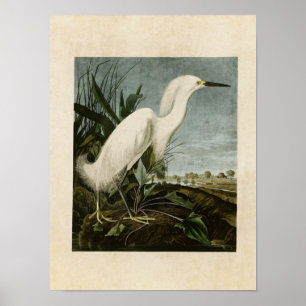 Pôster Placa 242 Snowy Heron ou White Egret