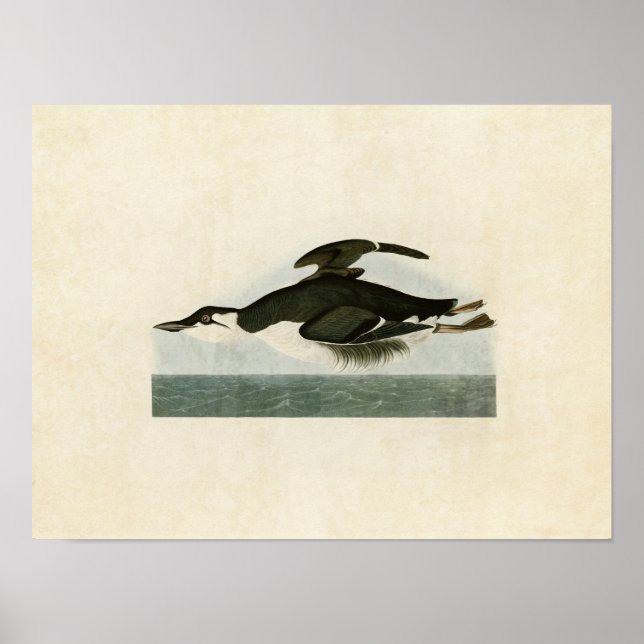 Pôster Placa 245 | Muro De Banda Espessa | Aves da Améric (Frente)